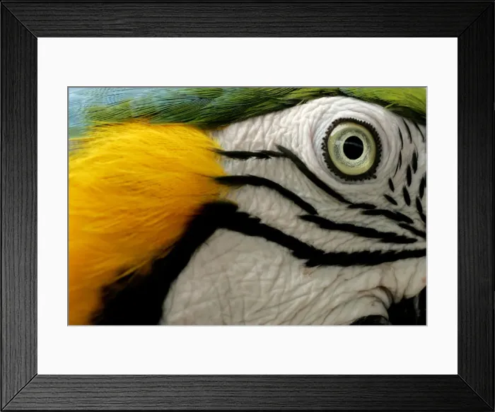 Framed Print : A Blue and Yellow Macaw is seen at Marinelands park in Mallorca Framed Print : A Blue and Yellow Macaw is seen at Marinelands park in Mallorca