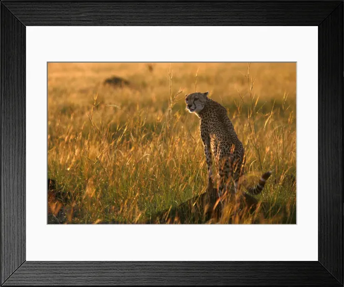 Framed Print : A cheetah observes the plains in Masai Mara game reserve Framed Print : A cheetah observes the plains in Masai Mara game reserve