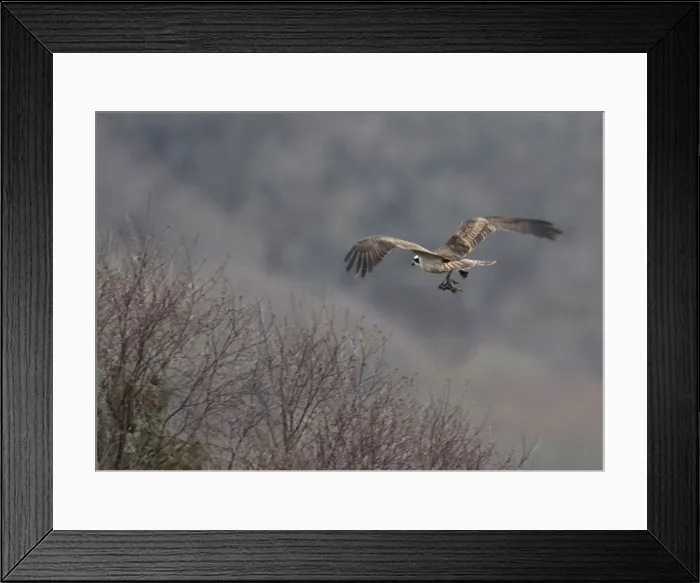 Framed Print : A male Osprey returns to the nest with a fish to feed the female who had laid her Framed Print : A male Osprey returns to the nest with a fish to feed the female who had laid her