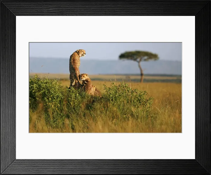 Framed Print : A cheetah and her cubs observe the plains in Masai Mara game reserve Framed Print : A cheetah and her cubs observe the plains in Masai Mara game reserve