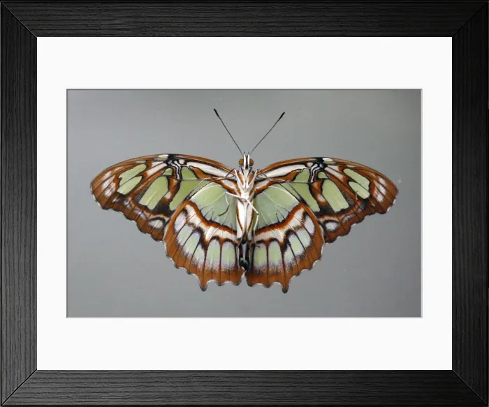 Framed Print : A Siproeta stelenes butterfly is seen at the Santillana del Mar Zoo in Spain Framed Print : A Siproeta stelenes butterfly is seen at the Santillana del Mar Zoo in Spain