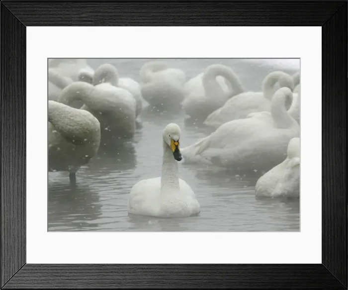Framed Print : Whooper swans float on waters of Lake Kussharo in Teshikaga town in Hokkaido, northern