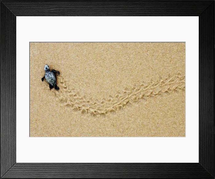 Framed Print : A new born Loggerhead sea turtle makes its way to the ocean at Forte beach in