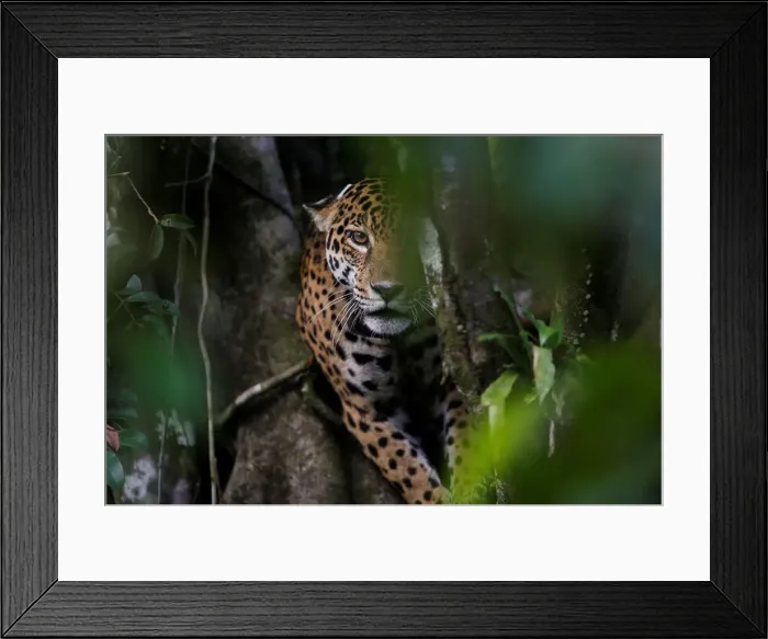 Framed Print : A female adult jaguar sits atop a tree at the Mamiraua Sustainable Development Reserve