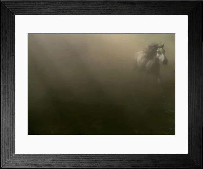 Framed Print : A wild horse runs before being rounded up during the Rapa Das Bestas traditional Framed Print : A wild horse runs before being rounded up during the Rapa Das Bestas traditional