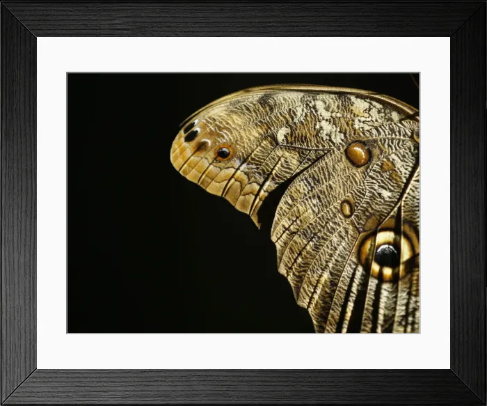 Framed Print : Butterflies from around the world fill the bird aviary for the next month at the San Framed Print : Butterflies from around the world fill the bird aviary for the next month at the San