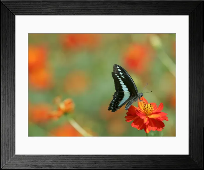 Framed Print : A butterfly feeds from an Orange Cosmos in full bloom at Hamarikyu Garden in Tokyo Framed Print : A butterfly feeds from an Orange Cosmos in full bloom at Hamarikyu Garden in Tokyo