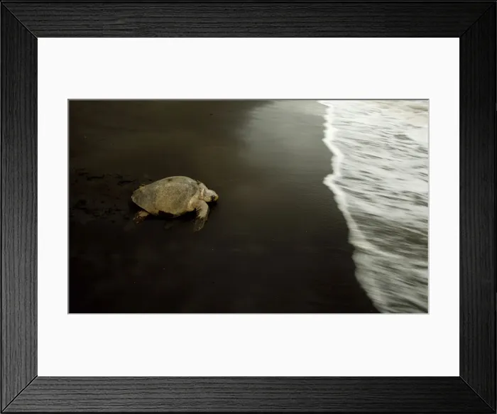 Framed Print : A turtle crawls toward the sea after laying eggs on Ostional Beach in Santa Cruz Framed Print : A turtle crawls toward the sea after laying eggs on Ostional Beach in Santa Cruz