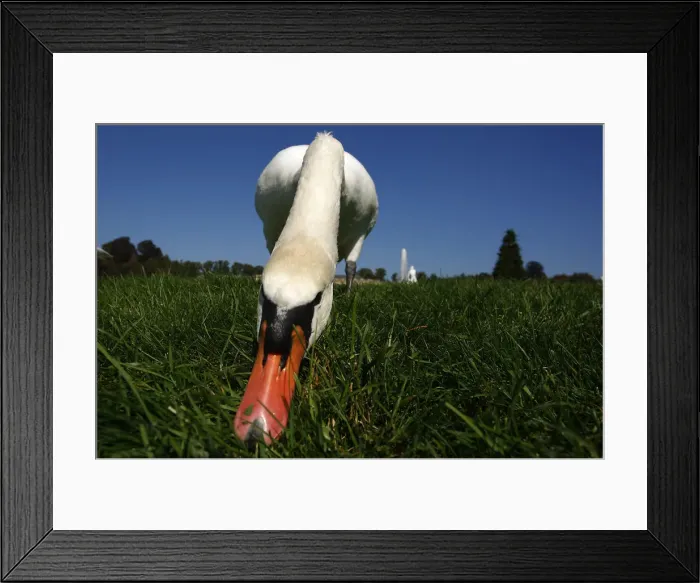 Framed Print : A swan eats grass in park of the Sans Souci palace in Potsdam Framed Print : A swan eats grass in park of the Sans Souci palace in Potsdam