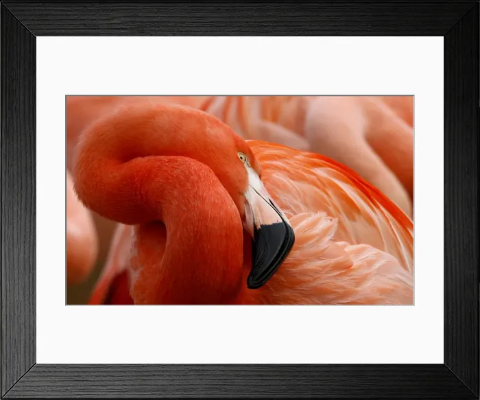 Framed Print : A flamingo rests during animal stock taking at the Zoo in Hanover Framed Print : A flamingo rests during animal stock taking at the Zoo in Hanover
