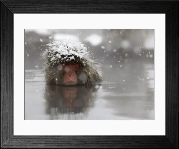 Framed Print : A Japanese monkey soaks in a hot spring in a snow-covered valley in Yamanouchi town
