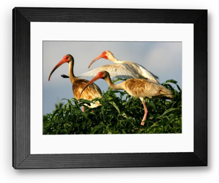 Framed Print : Three oil-coated white ibis sit in marsh grass on a small island in Bay Barataria near Grand Isle Framed Print : Three oil-coated white ibis sit in marsh grass on a small island in Bay Barataria near Grand Isle