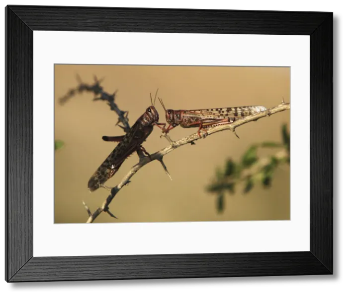 Framed Print : Locusts rest on a branch near Kmehin in Israels Negev desert