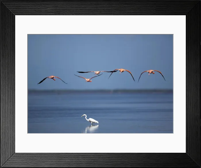 Framed Print : Flamingos fly over a heron at a wetland reserve in Celestun in Mexicos Yucatan Peninsula Framed Print : Flamingos fly over a heron at a wetland reserve in Celestun in Mexicos Yucatan Peninsula