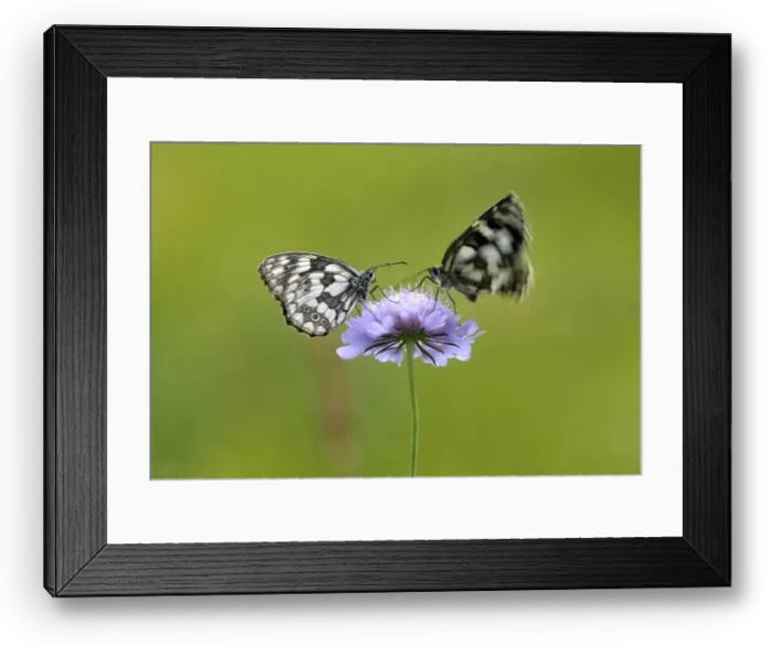 Framed Print : Butterflies are seen on a flower in a meadow near the village of Ravnica