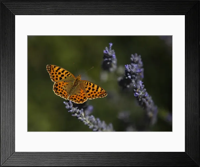 Framed Print : A butterfly is seen on a lavender flower near Madrid Framed Print : A butterfly is seen on a lavender flower near Madrid