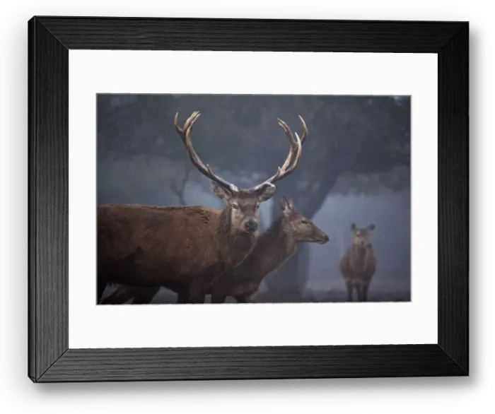 Framed Print : Red deer roam on a foggy day in the Golan Heights, near Israels border with Syria Framed Print : Red deer roam on a foggy day in the Golan Heights, near Israels border with Syria
