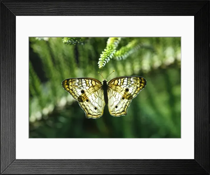 Framed Print : A White Peacock butterfly clings to a plant on exhibit at American Museum of Natural