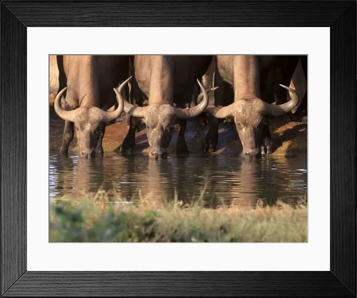 Framed Print : Buffalos drink water at sunset from a pond in Kenyas Tsavo West National Park