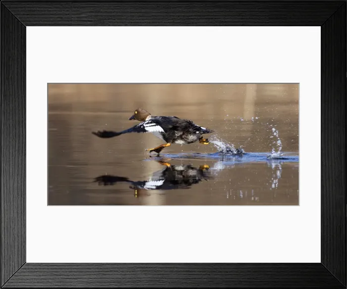 Framed Print : A Goldeneye runs on the surface of a river near the remote village of Sosnovy Bor Framed Print : A Goldeneye runs on the surface of a river near the remote village of Sosnovy Bor