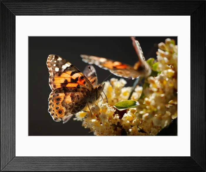 Framed Print : A swarm of painted lady butterflies land on a Carolina cherry tree as they migrate