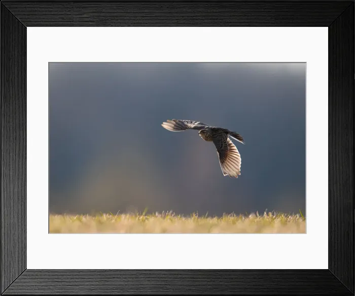 Framed Print : Skylark flies in a field near the village of Trusavichy Framed Print : Skylark flies in a field near the village of Trusavichy