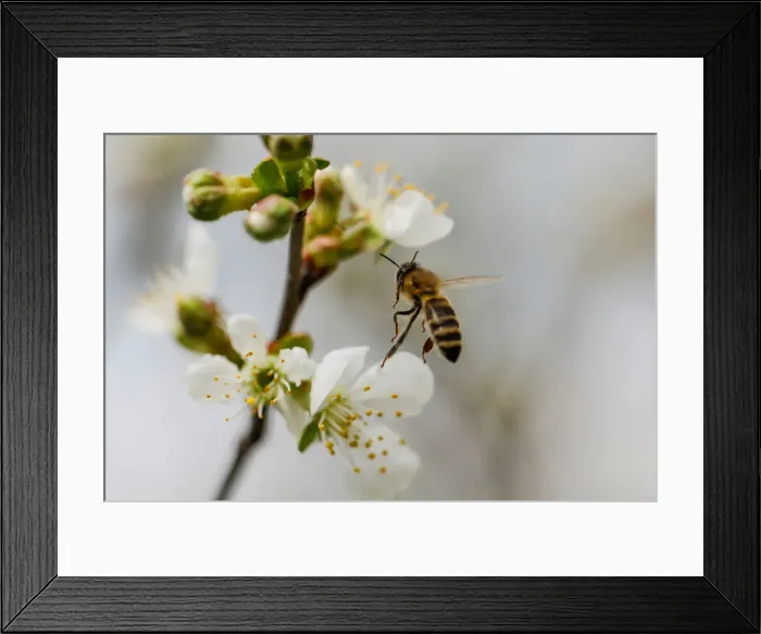 Framed Print : A bee collects nectar from a flower in a village of Ripanj near Belgrade Framed Print : A bee collects nectar from a flower in a village of Ripanj near Belgrade