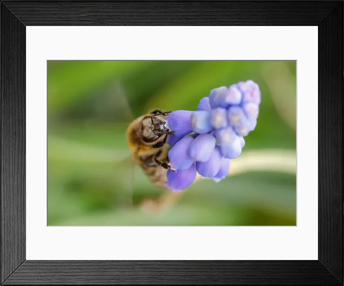 Framed Print : A bee collects nectar from a flower in a village of Ripanj near Belgrade Framed Print : A bee collects nectar from a flower in a village of Ripanj near Belgrade