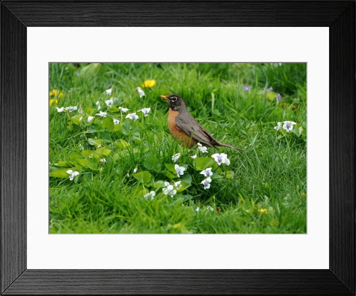 Framed Print : A robin is pictured in Central Park in New York Framed Print : A robin is pictured in Central Park in New York