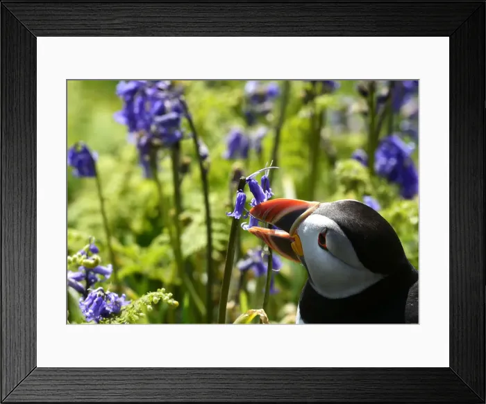 Framed Print : An Atlantic Puffin is seen amongst the bluebells on Skomer Island Framed Print : An Atlantic Puffin is seen amongst the bluebells on Skomer Island