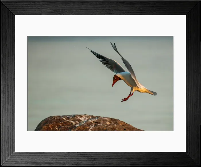 Framed Print : A seagull lands on a rock during sunset in Komarovo outside Saint Petersburg