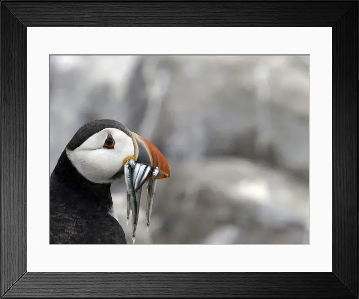 Framed Print : A puffin is seen on the Farne Islands off the Northumberland coast near Seahouses Framed Print : A puffin is seen on the Farne Islands off the Northumberland coast near Seahouses