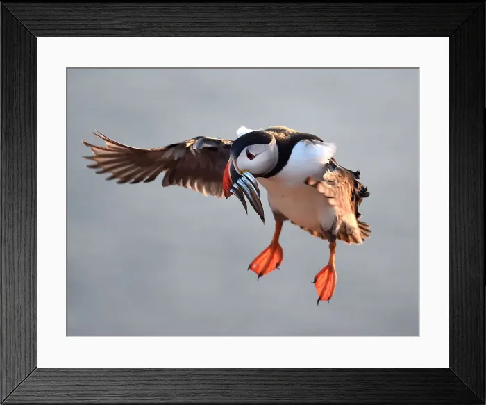 Framed Print : An Atlantic Puffin with sand eels in its bill flies to its burrow on the island of Skomer Framed Print : An Atlantic Puffin with sand eels in its bill flies to its burrow on the island of Skomer