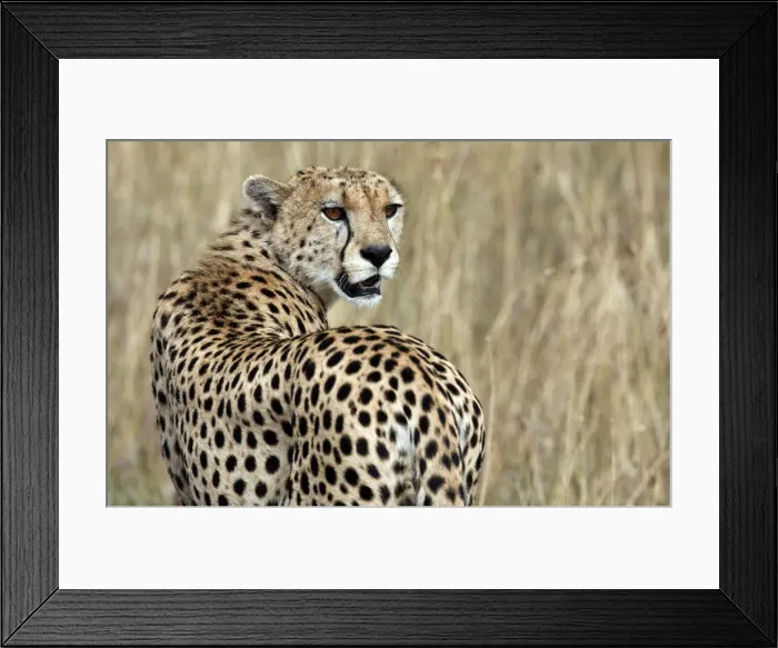 Framed Print : A cheetah observes the plains in Masai Mara game reserve