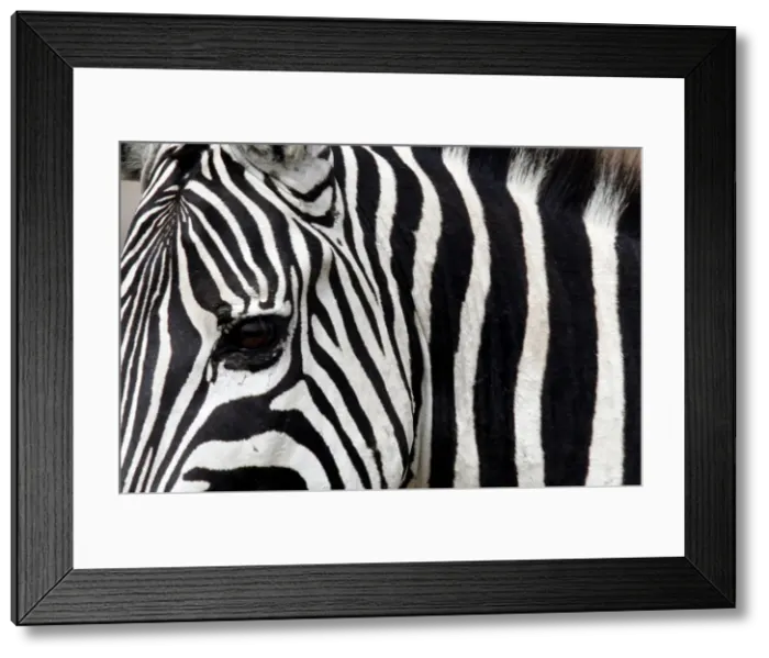 Framed Print : Zebra is seen in Masai Mara game reserve Framed Print : Zebra is seen in Masai Mara game reserve