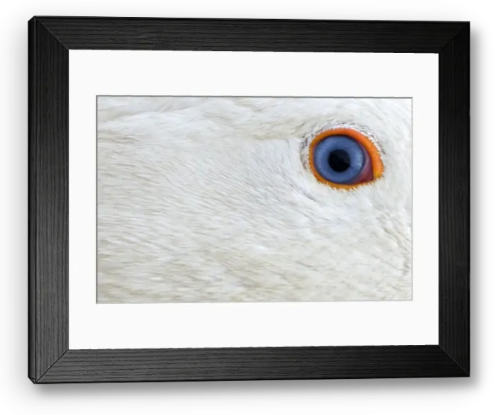 Framed Print : Eye of geese is pictured at geese farm in Hohenried Framed Print : Eye of geese is pictured at geese farm in Hohenried