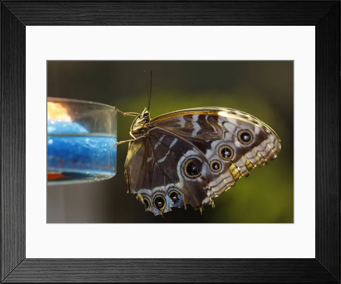 Framed Print : Blue Morpho butterfly clings to dish at American Museum of Natural History in New York