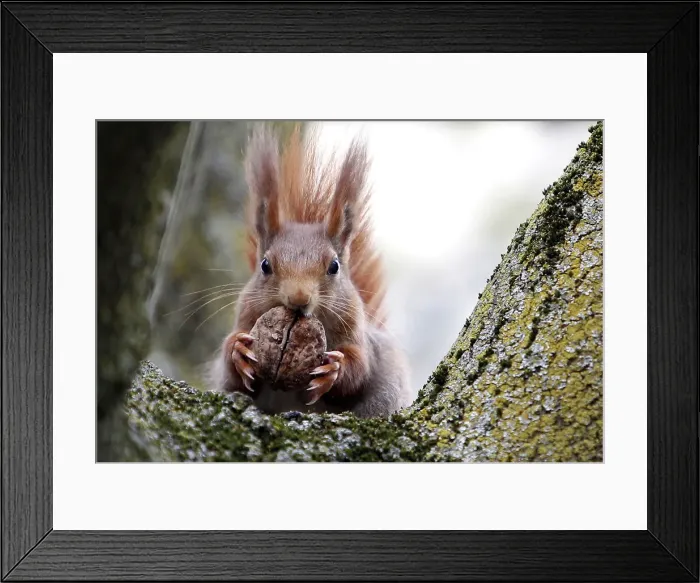 Framed Print : Red squirrel sits in a tree as it holds walnut in Frankfurts city centre Framed Print : Red squirrel sits in a tree as it holds walnut in Frankfurts city centre
