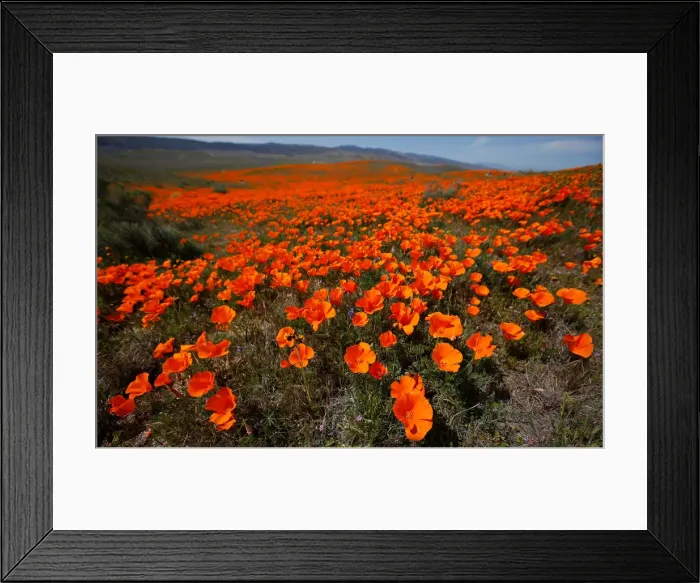 Framed Print : Poppies are pictured at the Antelope Valley California Poppy Reserve in Lancaster Framed Print : Poppies are pictured at the Antelope Valley California Poppy Reserve in Lancaster