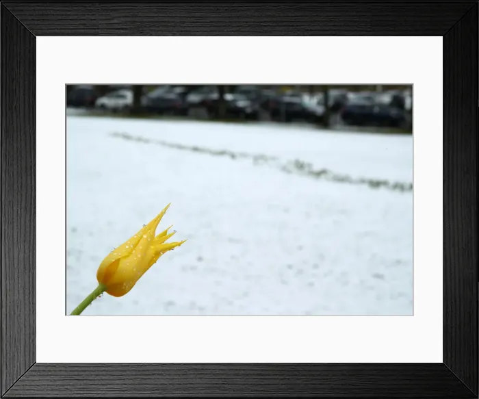 Framed Print : A flower is pictured after a snow fall on a spring day in the garden of the European Framed Print : A flower is pictured after a snow fall on a spring day in the garden of the European