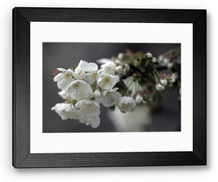 Framed Print : Full-bloom cherry blossoms are seen inside garden in Srinagar