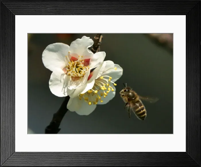 Framed Print : A honeybee hovers to collect nectar from blossoms of a Japanese plum tree in Tokyo Framed Print : A honeybee hovers to collect nectar from blossoms of a Japanese plum tree in Tokyo