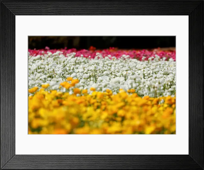 Framed Print : Giant Tecolote ranunculus flowers bloom at the Flower Fields at Carlsbad Ranch in Carlsbad Framed Print : Giant Tecolote ranunculus flowers bloom at the Flower Fields at Carlsbad Ranch in Carlsbad