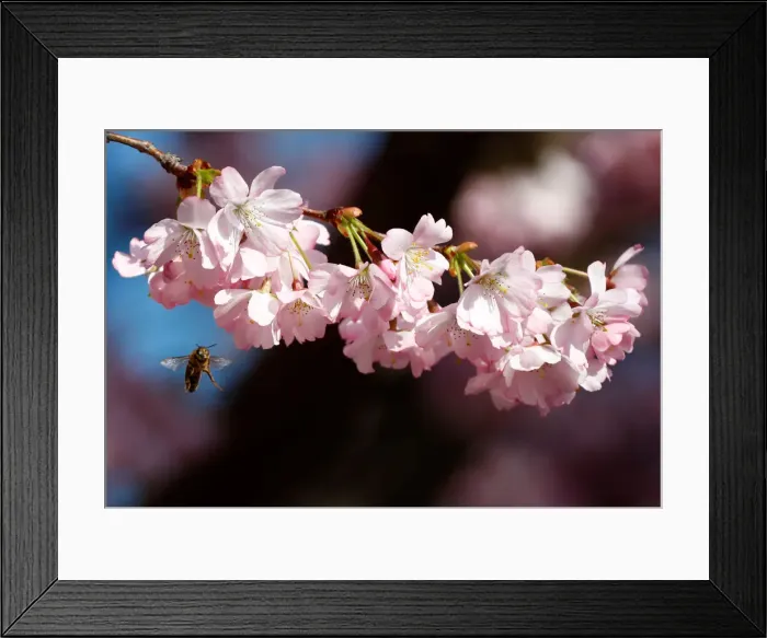 Framed Print : A bee is pictured during a cherry blossom season on a street at Berlins Lichterfelde Framed Print : A bee is pictured during a cherry blossom season on a street at Berlins Lichterfelde