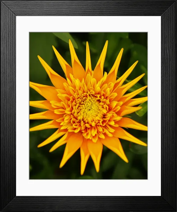 Framed Print : A Gazania flower is on display during the 2009 California Pack Trial at the Ecke Ranch Framed Print : A Gazania flower is on display during the 2009 California Pack Trial at the Ecke Ranch