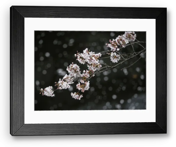 Framed Print : Cherry blossoms in almost full bloom are seen in Tokyo Framed Print : Cherry blossoms in almost full bloom are seen in Tokyo
