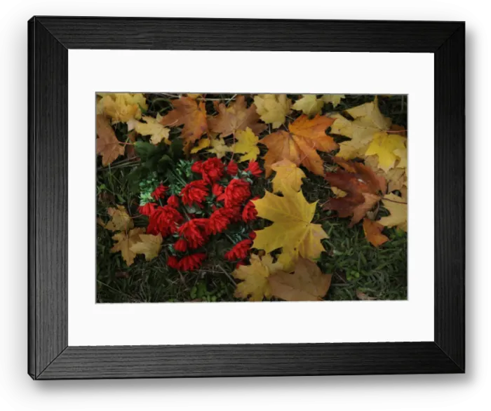 Framed Print : Plastic flowers lie on autumn leaves near a grave in Derio cemetery near Bilbao on All Saints Day Framed Print : Plastic flowers lie on autumn leaves near a grave in Derio cemetery near Bilbao on All Saints Day