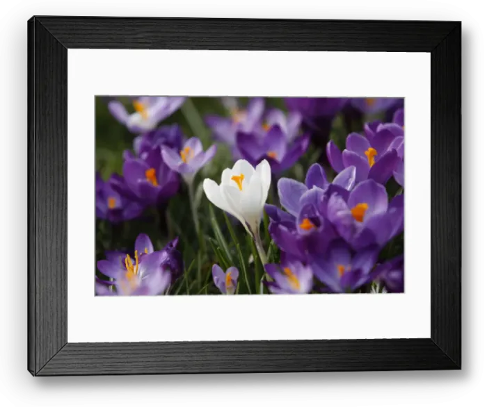 Framed Print : Crocus flowers are pictured in a park in Duesseldorf
