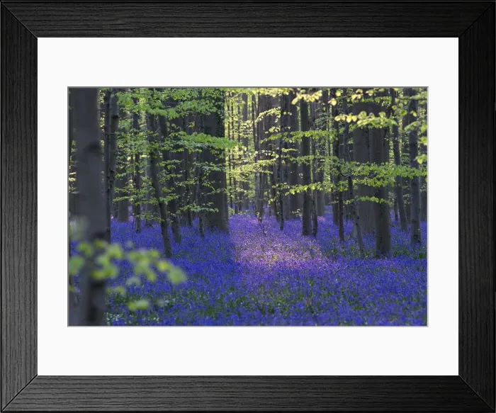 Framed Print : Wild Bluebells form a carpet in the Hallerbos also known as The Blue Forest near Framed Print : Wild Bluebells form a carpet in the Hallerbos also known as The Blue Forest near