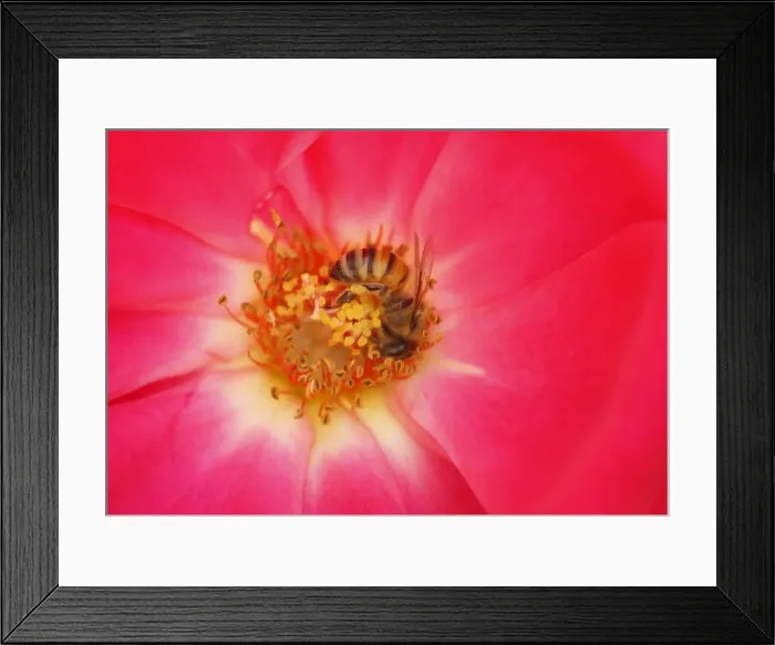 Framed Print : A bee collects nectar from a flower at a public park in Amman Framed Print : A bee collects nectar from a flower at a public park in Amman